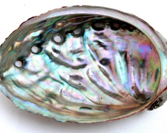 Abalone Shell, Seashell Incense Burner, Smudge Bowl for Holding Smudge Crafts, Display All Size Available Small to Extra Large, Pick a Size