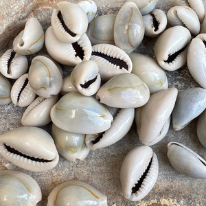 Puede incluir: Un conjunto de conchas de cauri blancas y crema con un acabado brillante. Las conchas tienen una textura natural y suave y una ranura oscura y abierta en la parte inferior. Algunas conchas tienen sutiles acentos amarillo-dorado. Las conchas están dispersas sobre una superficie texturizada.