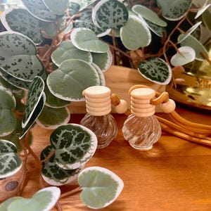 Peut inclure: Deux petits flacons en verre transparent avec des bouchons en bois et des cordons décoratifs. Les flacons ont un design en spirale et sont remplis d'un liquide de couleur claire. Le fond présente des feuilles vertes et blanches en forme de cœur.