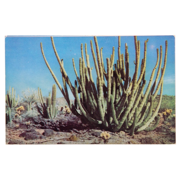 Vintage Arizona Photo Postcard, Organ Pipe Cactus, Kodachrome Color Card