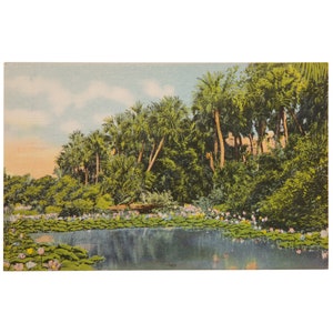 May include: Vintage postcard featuring a serene landscape with a pond in the foreground. Lush green foliage and tall palm trees line the water's edge, under a partly cloudy sky. The postcard evokes a sense of tranquility and natural beauty.