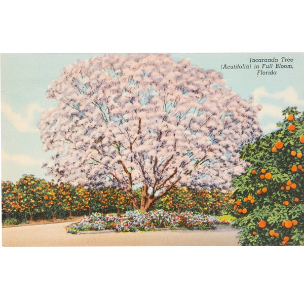 Vintage Florida Postcard, Jacaranda Tree in Bloom