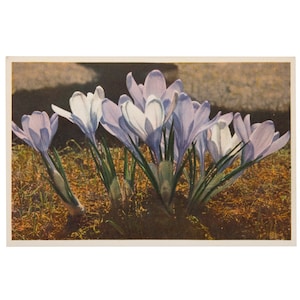 Vintage Spring Postcard, Switzerland, Crocus Flowers