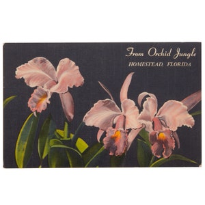 Vintage Florida Postcard, Orchid Jungle, Miami