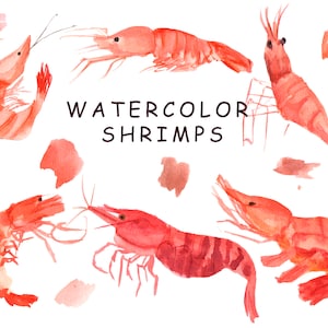 Watercolor Shrimps clipart. Hand drawn seafood illustration