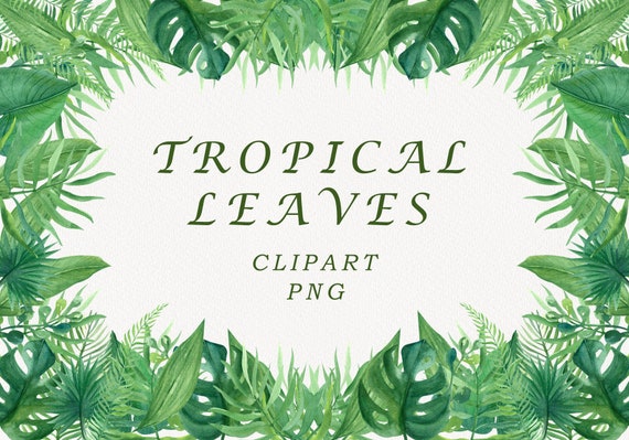 Tropical leaves watercolor clipart. watercolor monstera  PNG digital files