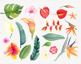 Watercolor Tropical Flower Clipart: Hawaii Plant Set (PNG)