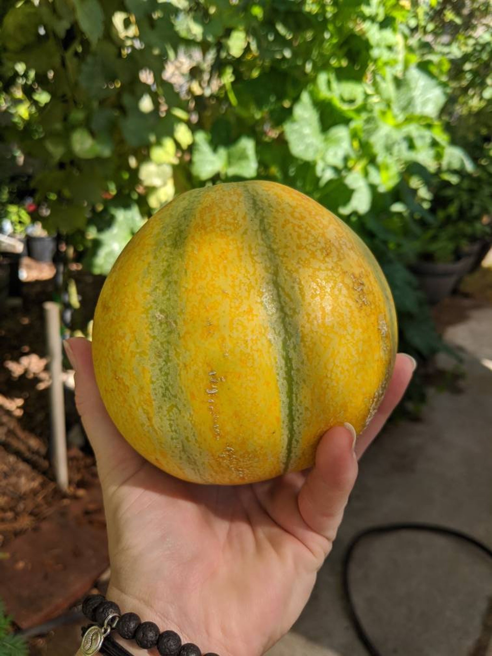 40 Israeli Heirloom Ha'Ogen Melon Seeds – Organic, NonGMO, Untreated – Sweet & Tart, 80 Days