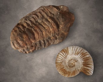Trilobite Fossil, Amonite, Ammonite Fossil, Dinosaur Replica, Ammonite, Trilobite Replica, Fossil, Fossil Replica, Dinosaur Fossil