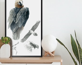 Bearded Vulture Watercolor Painting Art Print, Wildlife Sketch, Print from Original, Watercolor Painting, Watercolor Art
