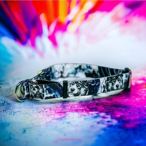 Collar Akita Inu japonés atigrado con variedad de tamaños y herrajes de 2,5 cm de ancho