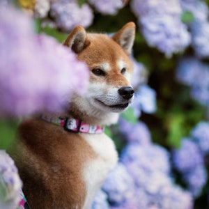 White Akita Inu collar 2.5cm wide ideal as a gift or for walks with your furry baby