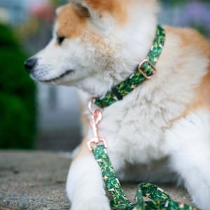 Mini Shiba Inu collar 2.5cm width half choke or plastic buckle with choice of hardware perfect as gift for shiba lovers. Emerald green
