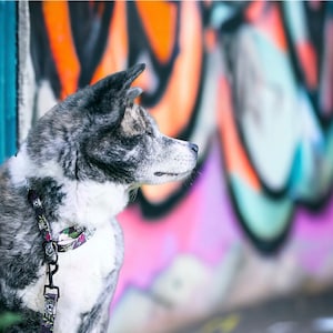 Brindle Mingle Japanese Akita Inu collar variety of sizes and hardware 2.00, 2.5cm, 3.00 width