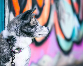 Collare Brindle Mingle Akita Inu: fettuccia resistente, hardware nero opaco