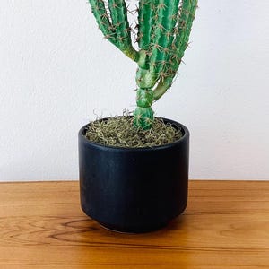 May include: A tall green cactus plant with multiple stems growing in a black ceramic pot. The pot is sitting on a wooden table.