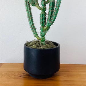 May include: A tall green cactus plant with multiple stems in a black ceramic pot. The cactus is on a wooden table.
