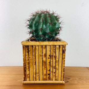 May include: A green cactus with brown spines sits in a square bamboo planter. The planter is made of vertical bamboo stalks and rests on a wooden surface. The background is a plain white wall.
