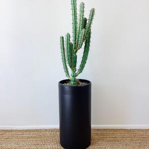 May include: A tall, green cactus plant in a black cylindrical planter. The planter is sitting on a woven rug.