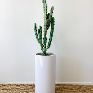 May include: A tall, green cactus plant in a white ceramic planter. The planter is cylindrical and has a smooth, glossy finish. The cactus is growing in a brown, woven rug.