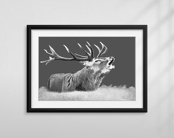 Stag print - Deer print - Wildlife print - Stag art - Deer art - Deer art print -  Deer wall art - Stag wall art