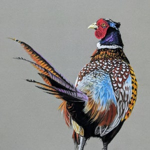 Pheasant Framed Print Framed Pheasant Print Pheasant Wall - Etsy