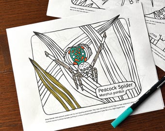 Weird Animals Coloring Pages: Axolotl, Platypus, Goblin Shark (Digital Download)