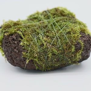 Java Moss on Black Lava Rock