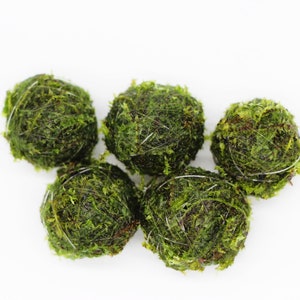 Five moss ball portion close up. the fishing line holding the balls together can be seen at this distance.