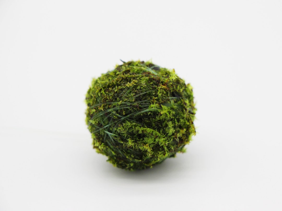 Floating Java Moss Ball Live Aquarium Paludarium Plant Decoration buy 2