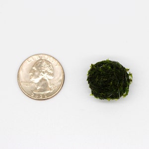 Single moss ball next to a quarter. The ball is slightly smaller than the quarter.