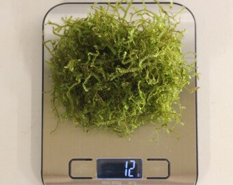 Java Moss Large Portion (Buy 2 Get 1 Free)