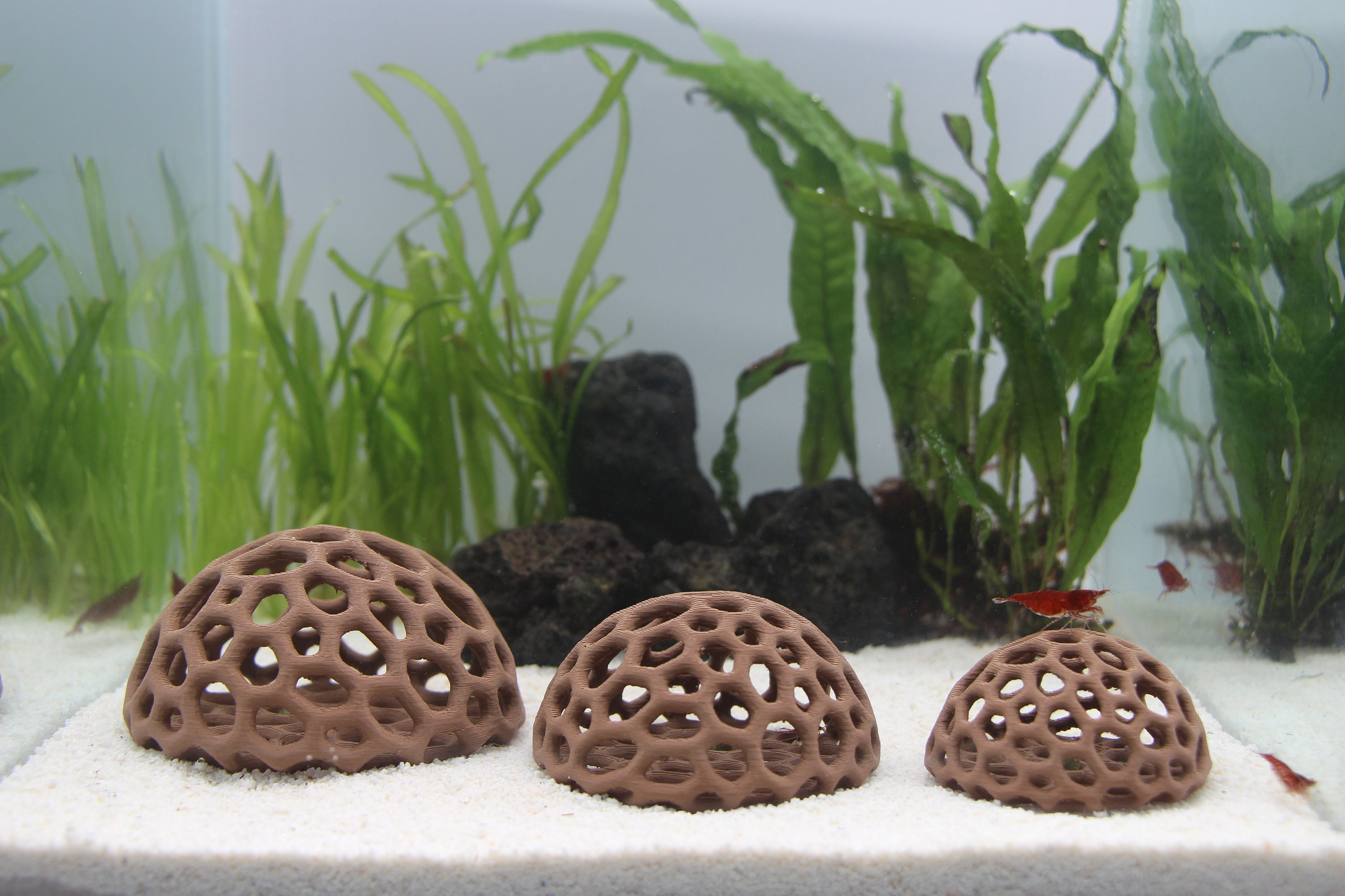 Decorazioni e materiali naturali per il terrario | TERRAQUA Decorazioni e materiali naturali per il terrario | TERRAQUA