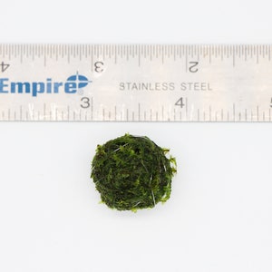 A single moss ball next to a ruler. The moss ball is just under an inch in diameter.