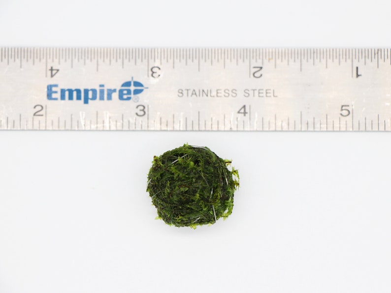 A single moss ball next to a ruler. The moss ball is just under an inch in diameter.