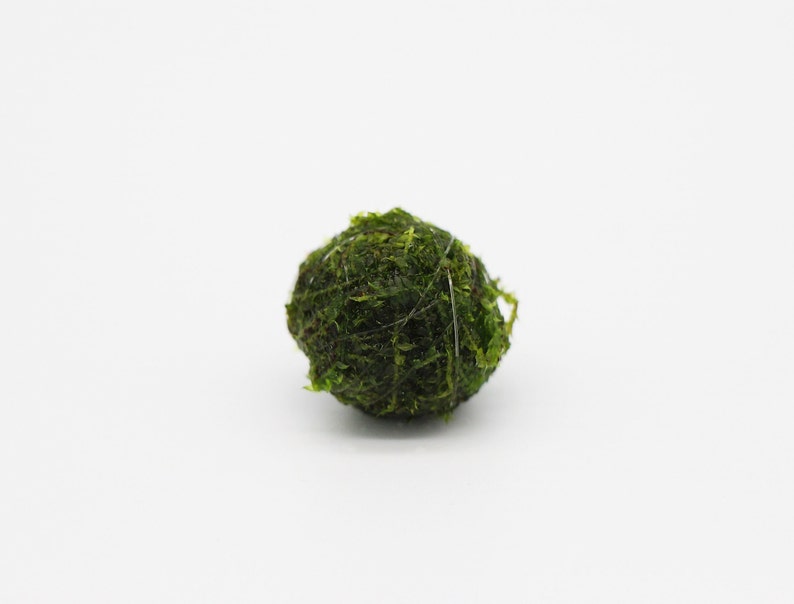 Close up of an individual moss ball. The moss is a deep green color.