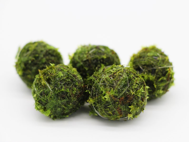 Close up of five moss balls. The fishing line holding them together can be faintly seen. The balls are a deep green color with a couple of small brownish strands visible on two of them.