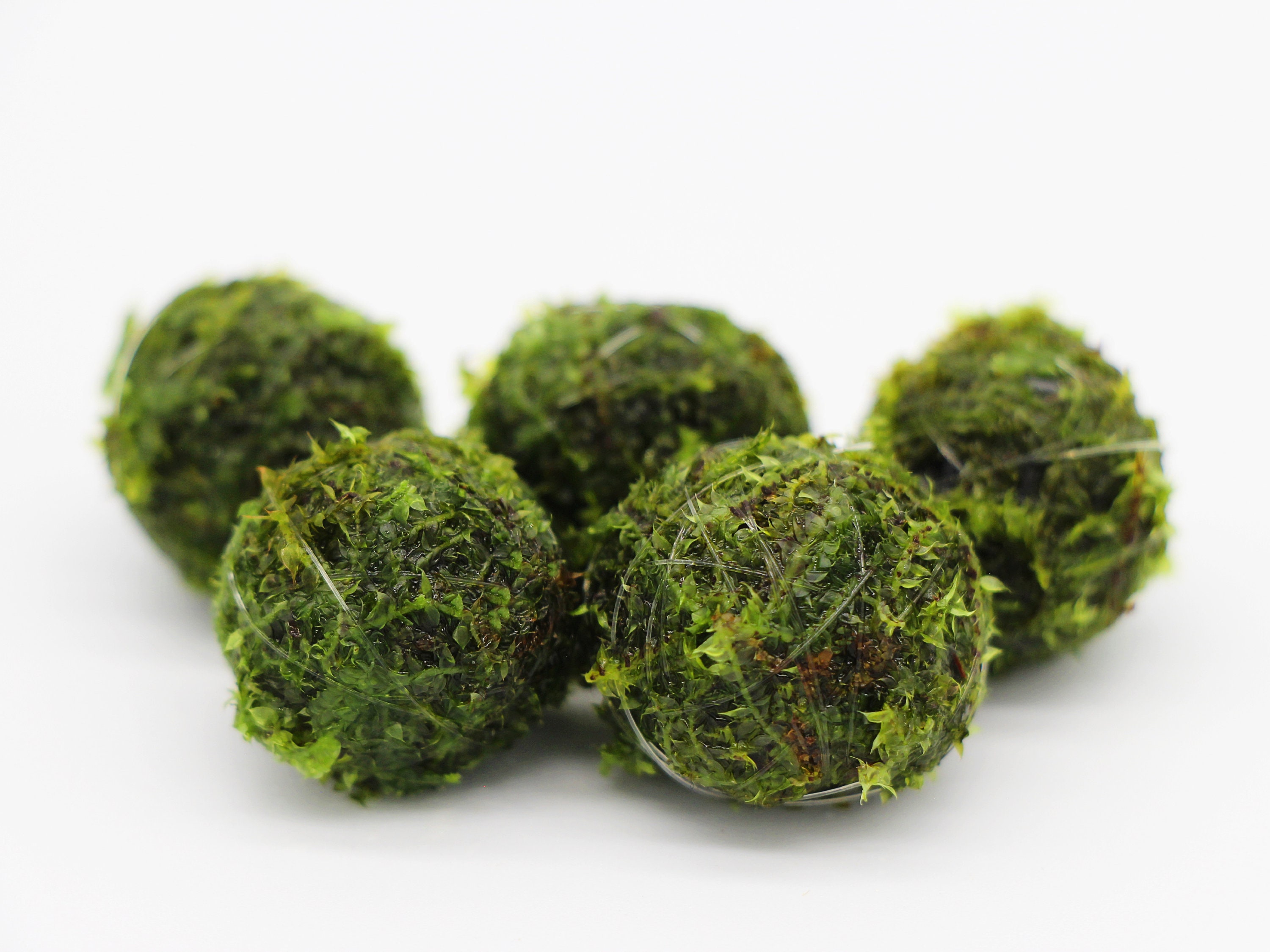 Green Moss Balls - Preserved Sheet Moss - 6 Inch – Bella Marie
