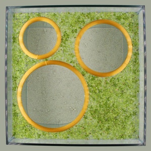 Aquarium Floating Plant Ring