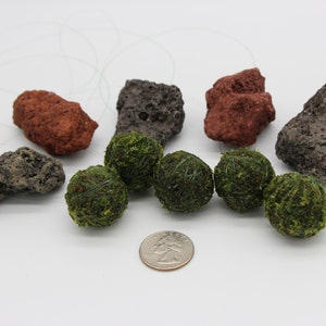 Floating Java Moss Ball Live Aquarium Paludarium Plant Decoration (buy ...