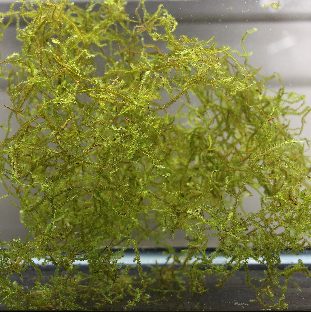Java Moss Aquarium Plant Etsy