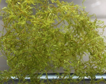 Java Moss Aquarium Plant