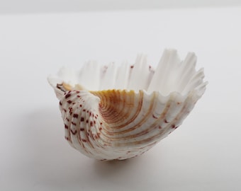 Véritable coquillage bivalve naturel, coquillage hippopus hippopus, porte d'entrée fourre-tout, décoration de cottage, table de ferme, penny cash, décoration de maison de plage