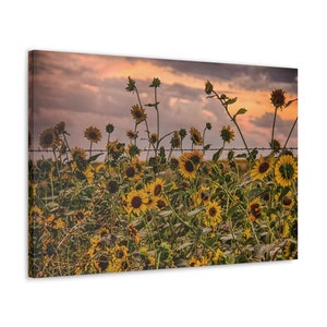 Wilde zonnebloemen bij zonsondergang langs een heklijn op een hoogwaardige canvas galerijomslag