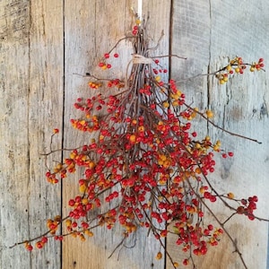 Bittersweet LARGE Bouquet, Christmas Bouquet ,Bittersweet Bundle Of Twigs and Berries, Bitter Sweet Berries, Bittersweet Vine