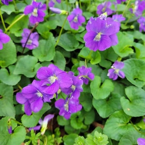 May include: A close-up of a patch of purple violets growing in a bed of green leaves. The flowers are in various stages of bloom, with some fully open and others still in bud.