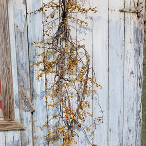 Bittersweet Vine, Bittersweet Bundle Of Twigs and Berries, Bittersweet Garland, Bittersweet Vine, Floral Stems
