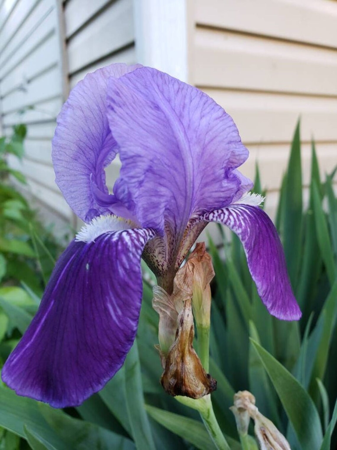 Freshly Dug Old Fashioned Bearded Iris Blubs Heirloom Bulbs. Etsy