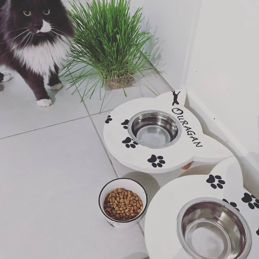 Supports Pour Gamelles et Chat