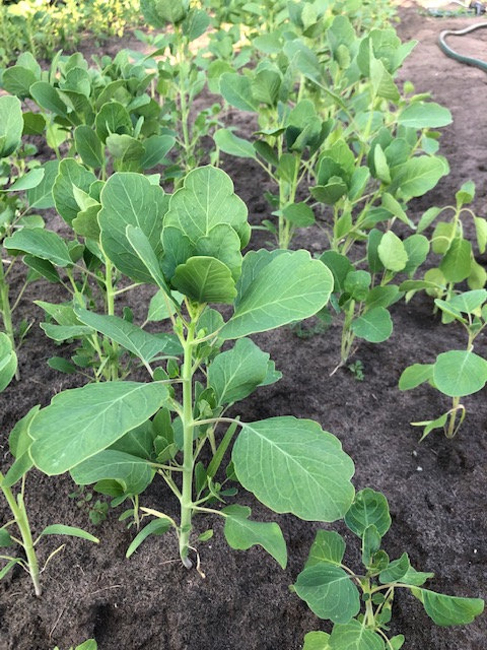 Papalo Seeds 500 PLUS SEEDS semilla De Papalos GMO Free | Etsy